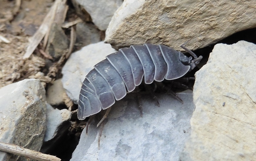 Armadillium vulgare?